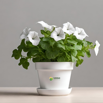 Petunia (White) Plant