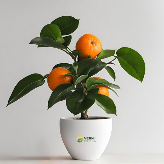 Ornamental Orange Fruit (Green Leaves) - Plant