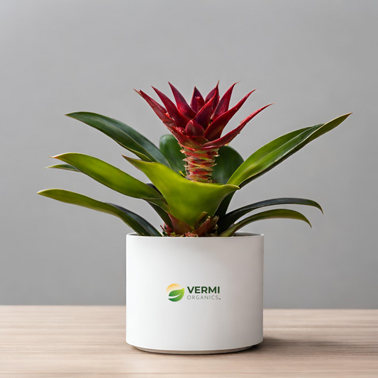 Neoregelia hybrids Plant