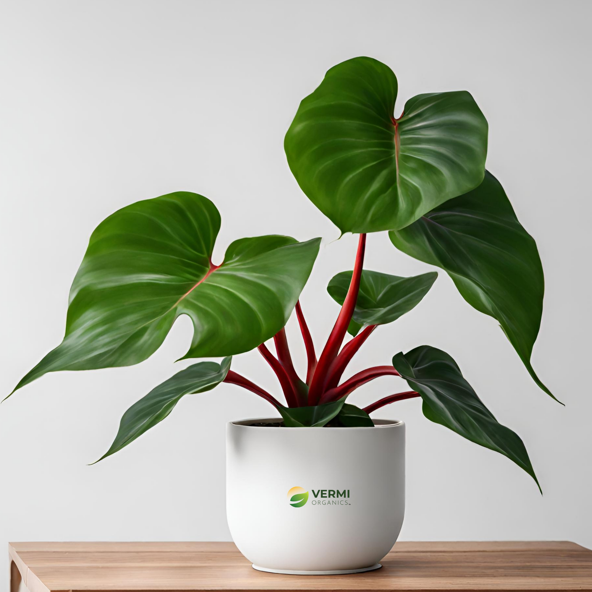 Philodendron Red Congo Plant