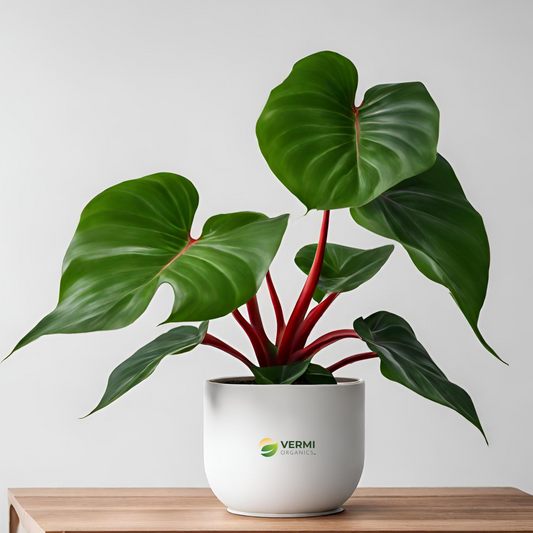 Philodendron Red Congo Plant