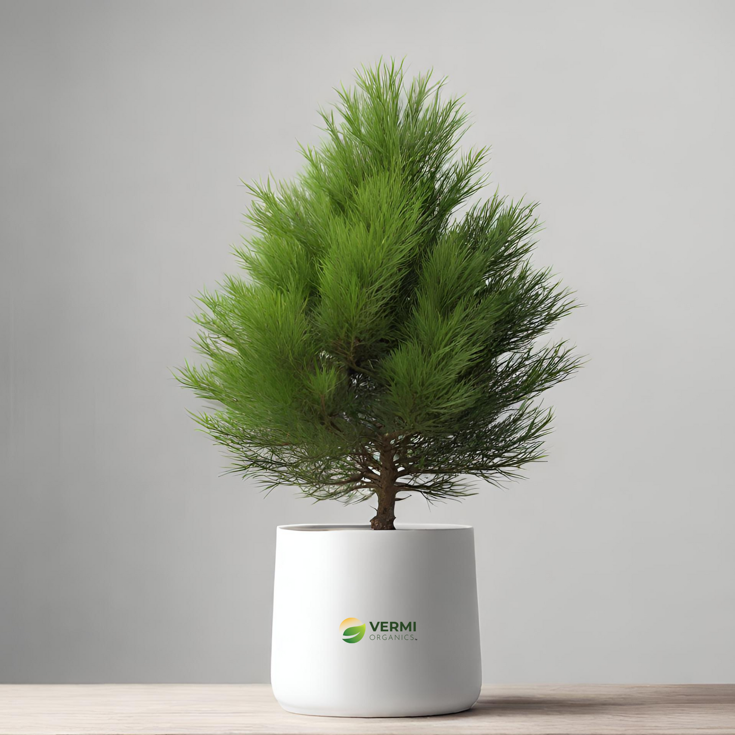 Pencil Pine Cypress sempervirens Plant