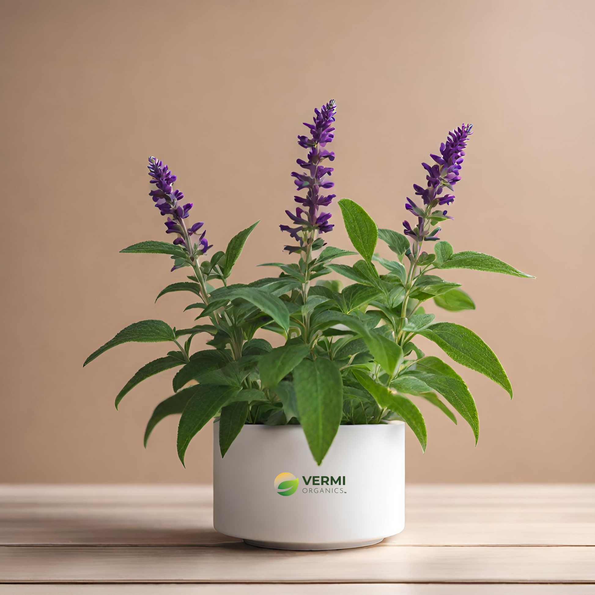 Salvia Splendens (Purple) Plant