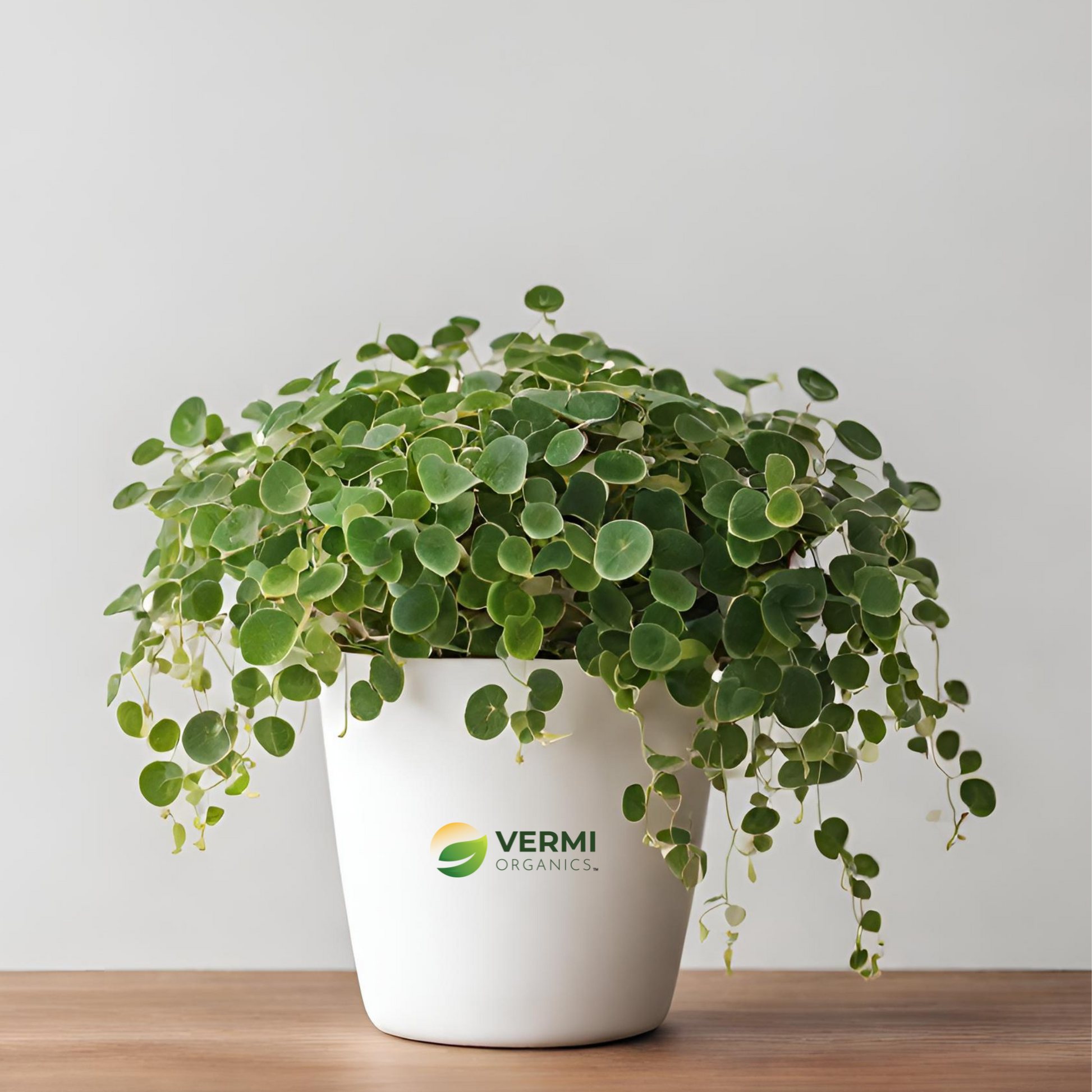 Ficus Creeping fig (Hanging Basket) Plant