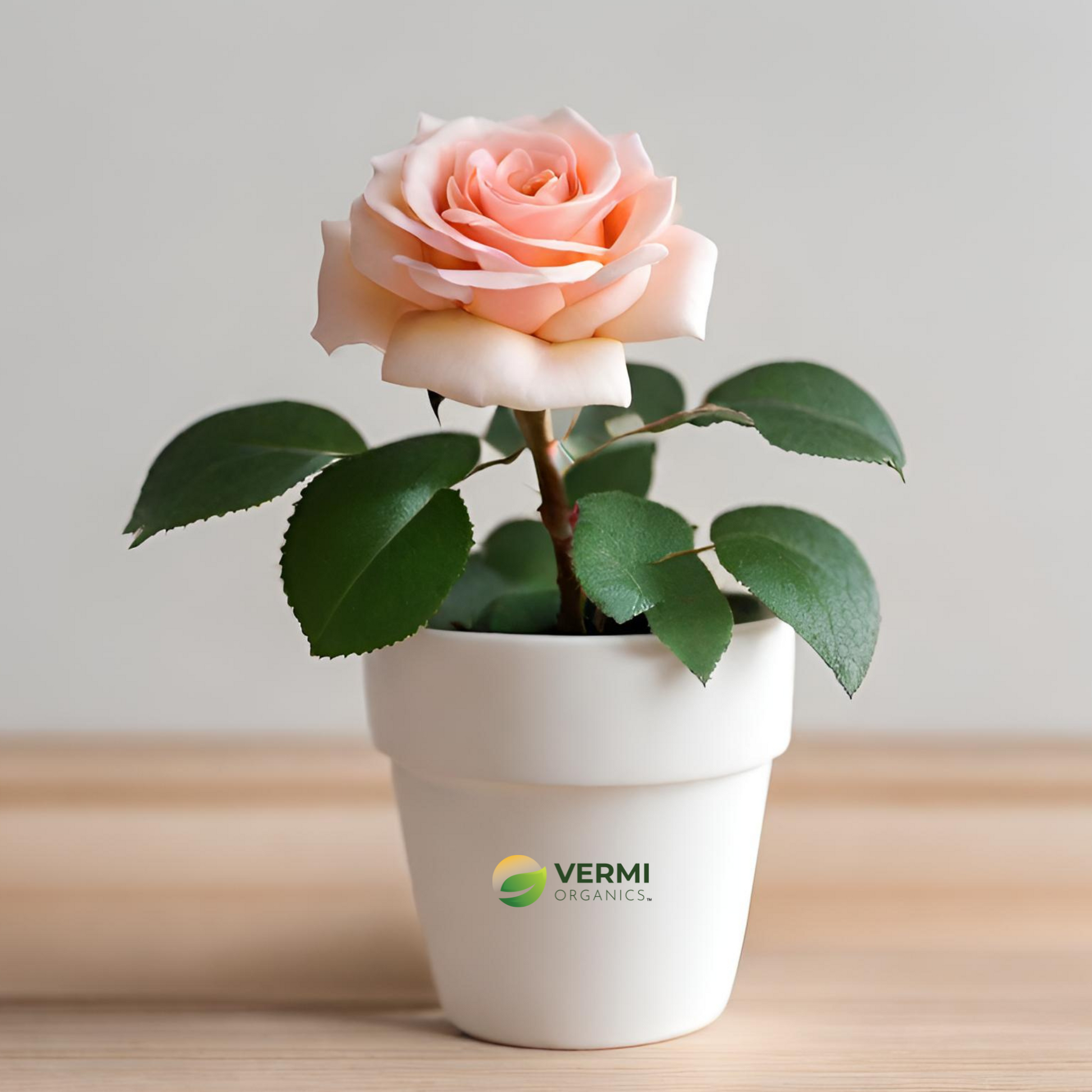 Miniature Button Rose (Any Color) Plant