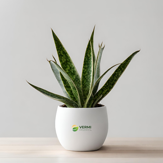 Sansevieria trifasciata Hahnii, Snake Plant - Plant