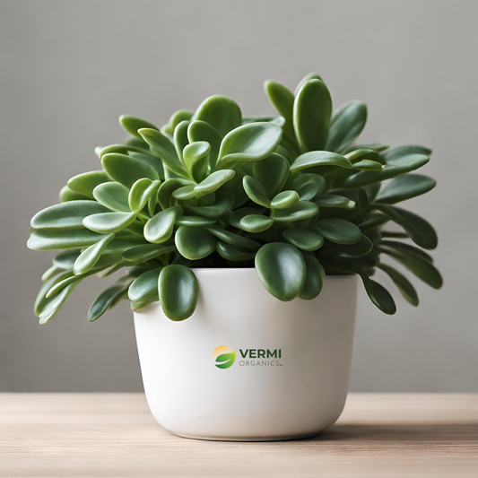 Peperomia dolabriformis Succulent Plant