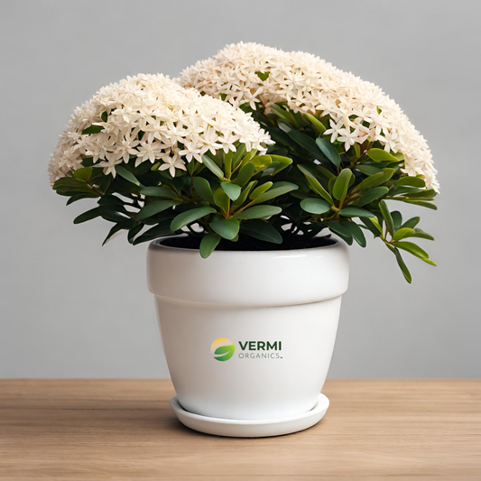  Ixora Mini Dwarf (White) Plant