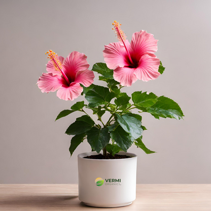 Hibiscus Gudhal Flower (Pink) Plant