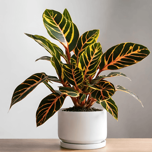 Croton Codiaeum variegatum Petra Plant