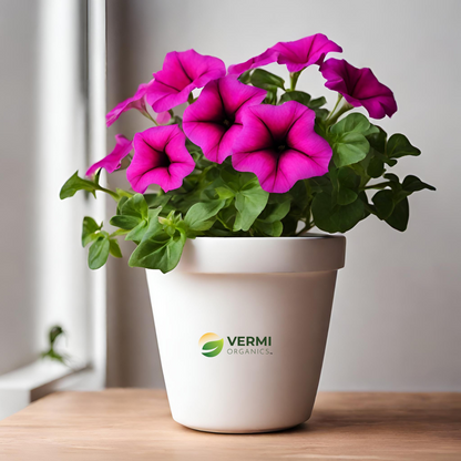 Petunia (Any Color) Plant