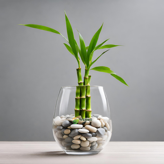 Wish Good Luck With 3 Layer Lucky Bamboo in a Glass Vase with Pebbles