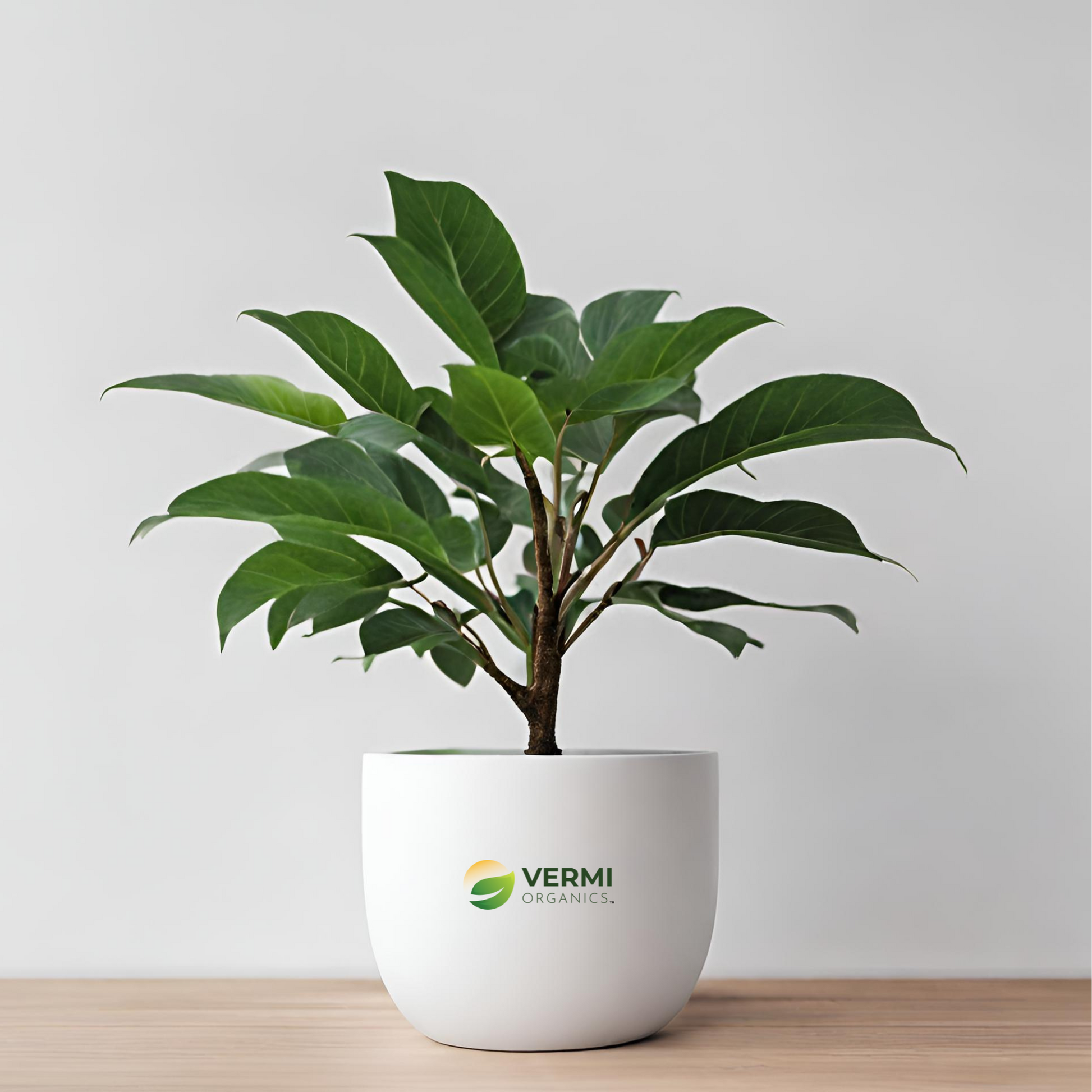 Staff Tree Plant