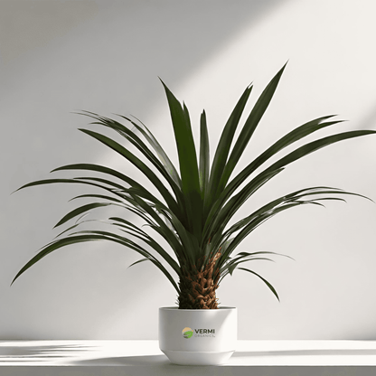 Date Palm - Plant