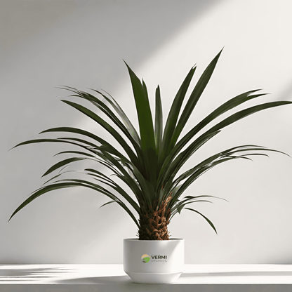 Date Palm Plant