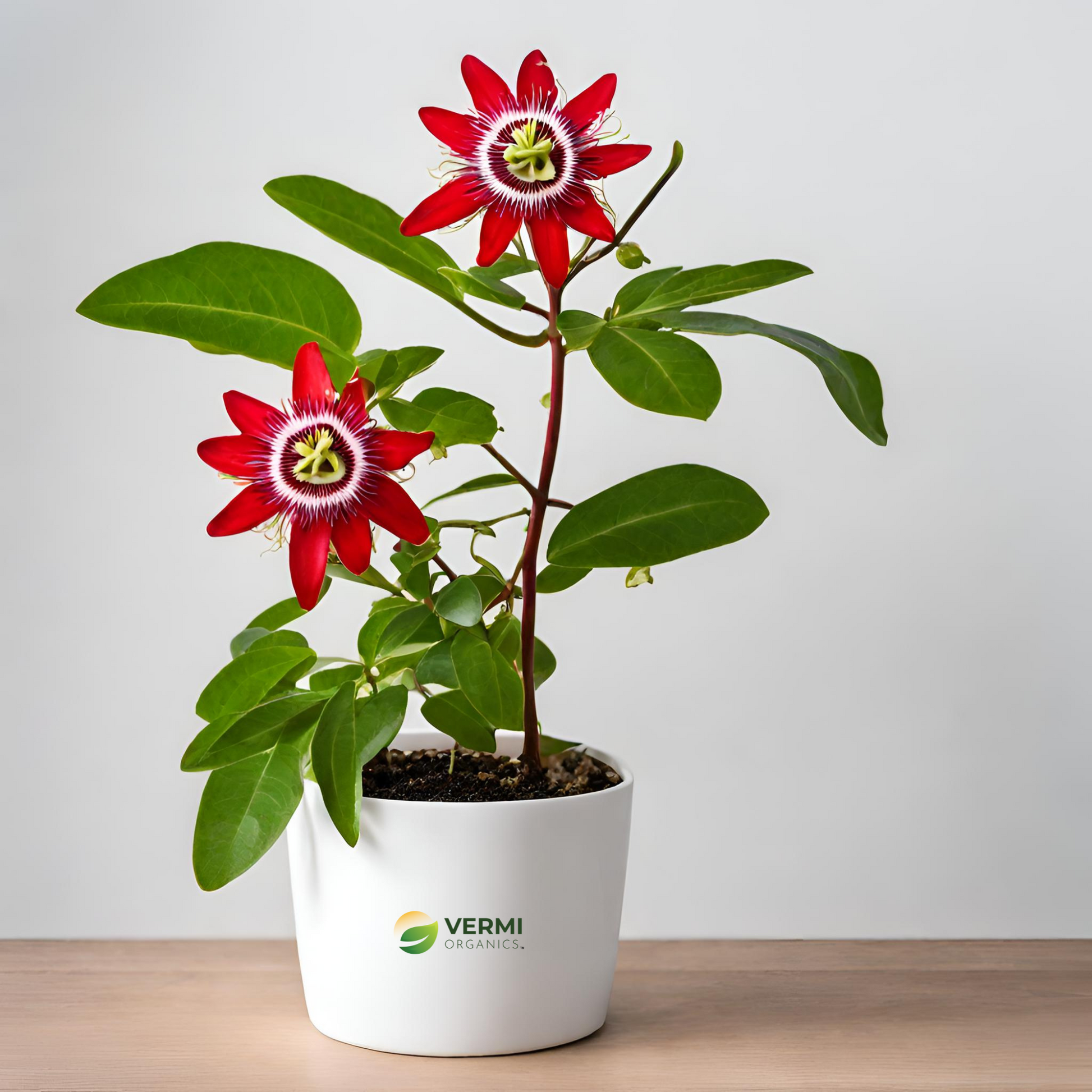 Passiflora Sherry (Red) Plant