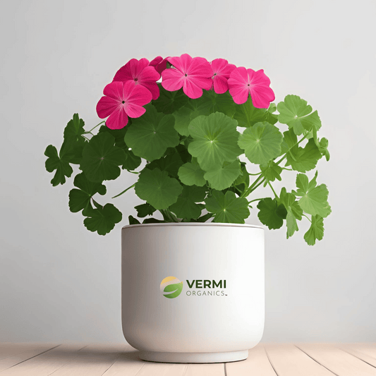 Geranium Ivy Geranium Creeper Plant