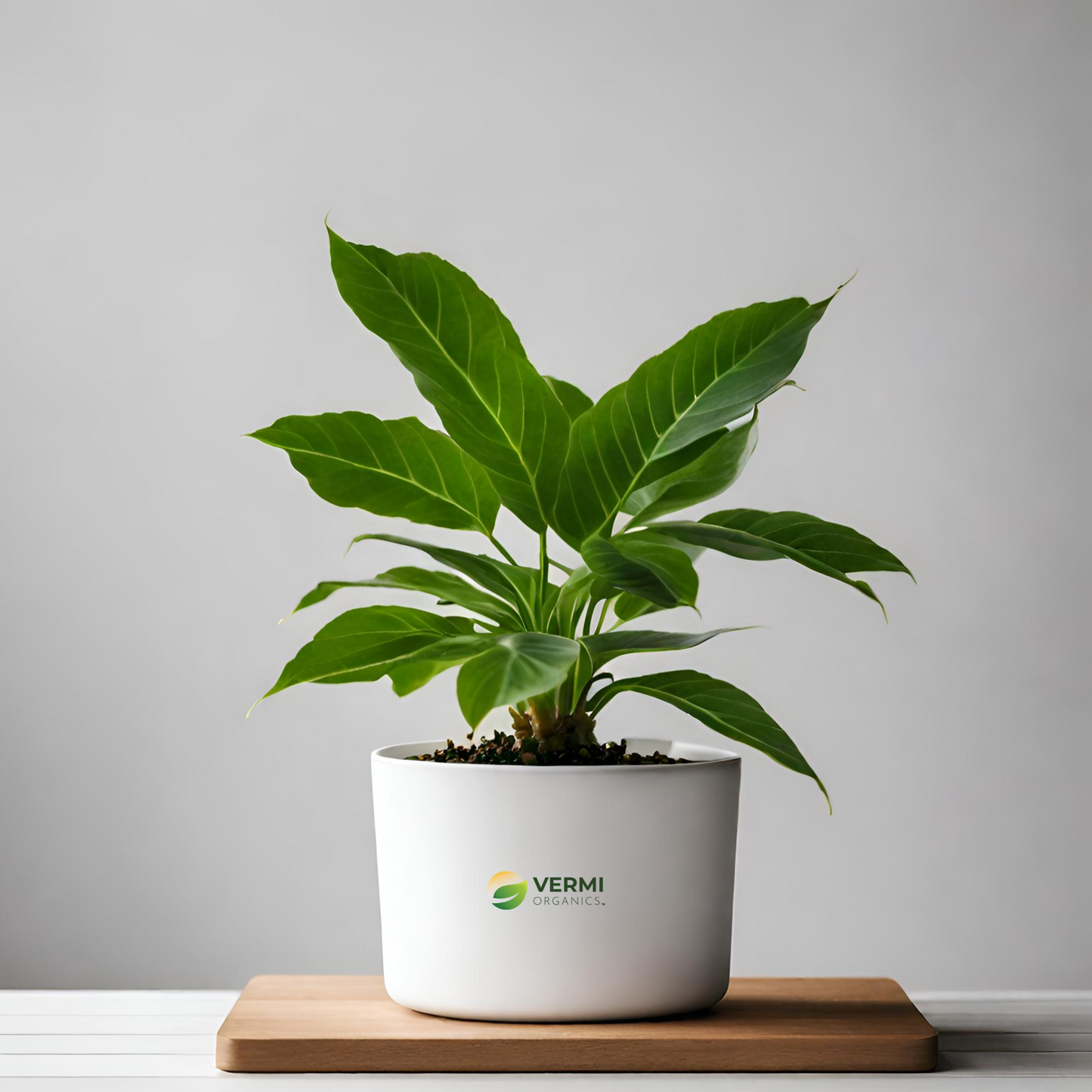 Mitragyna parvifolia Plant