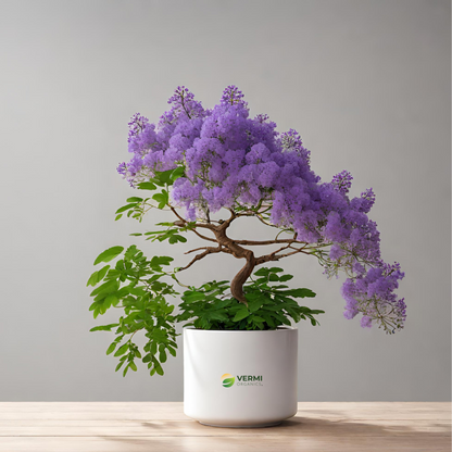 Neel Mohar Jacaranda Mimosifolia Plant
