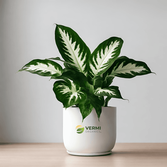 Dieffenbachia Mary Plant