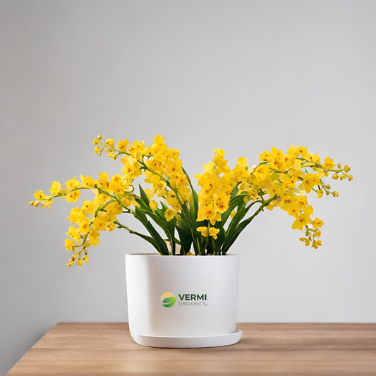 Oncidium grower ramsey Plant