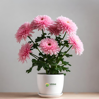 Shevanti Chrysanthemum (Pink) Plant