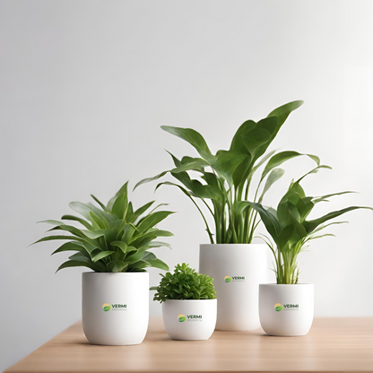 Mood Booster / Office Desk Plants
