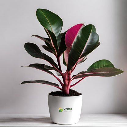 Rubber Tree Rubber Ficus (Ruby Pink) Plant