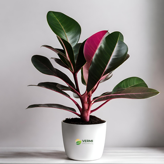 Rubber Tree, Rubber Plant, Ficus elastica (Ruby, Pink) - Plant