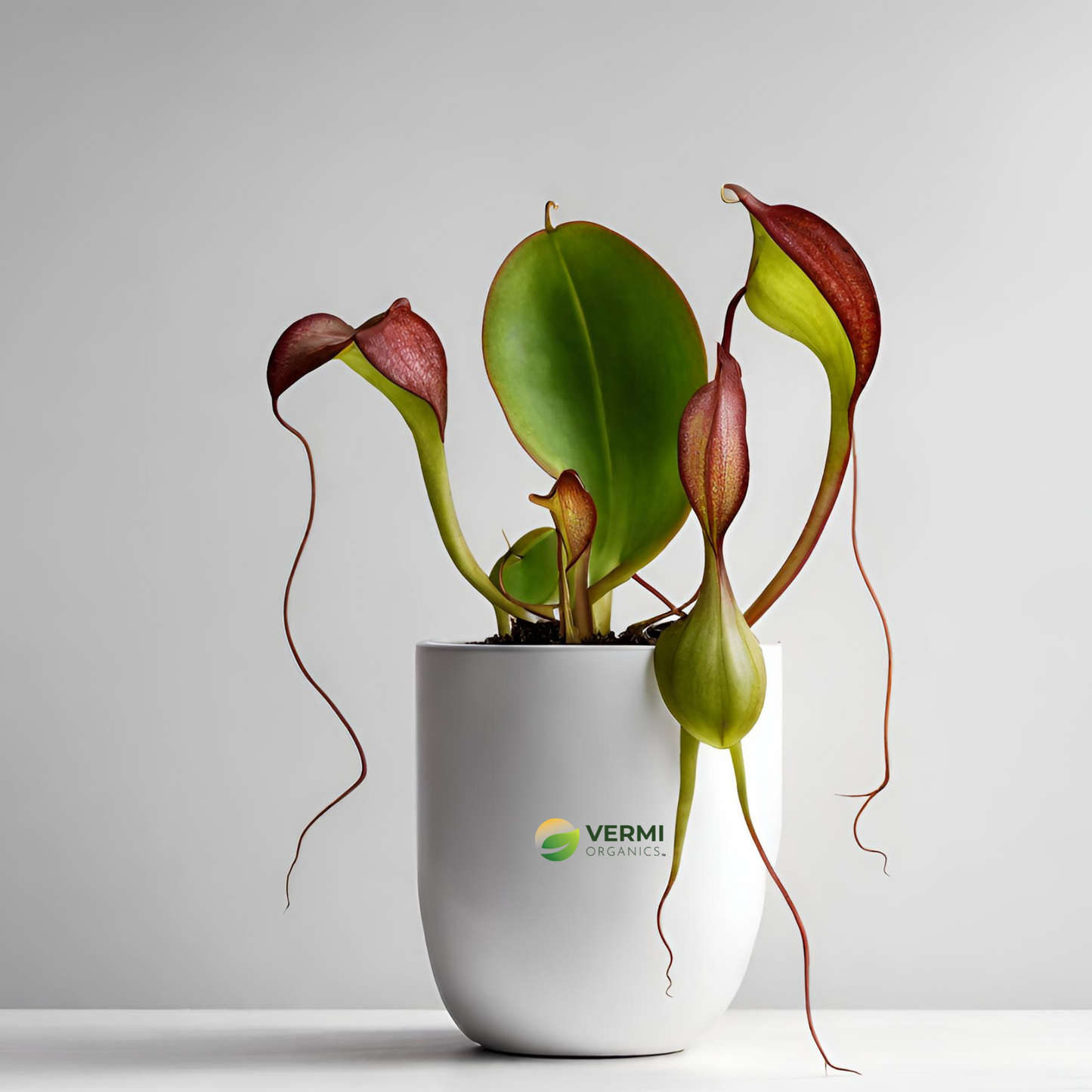Pitcher Nepenthes (hanging basket) Plant
