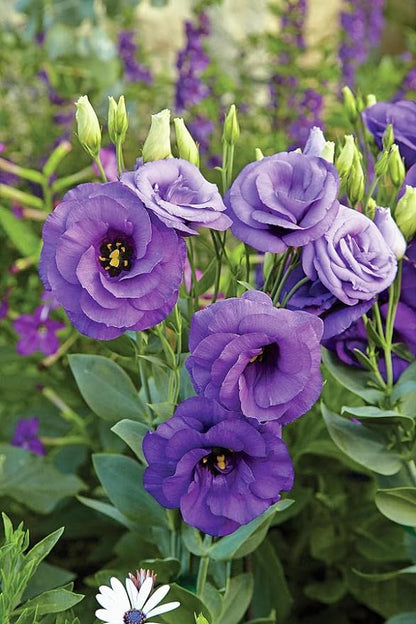 Lisianthus Lavender Plant