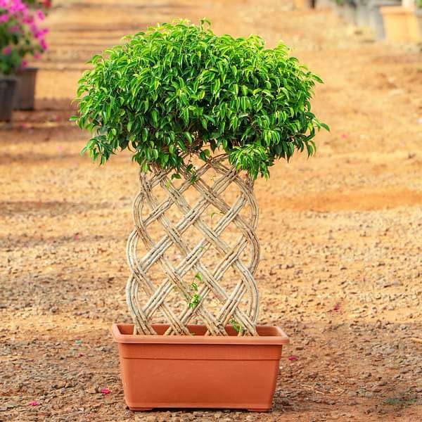 Ficus Bonsai Vertical Arrangement Plant