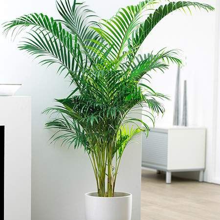 Areca Palm - Plant 3 feet
