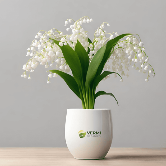 European Lily of the Valley Plant