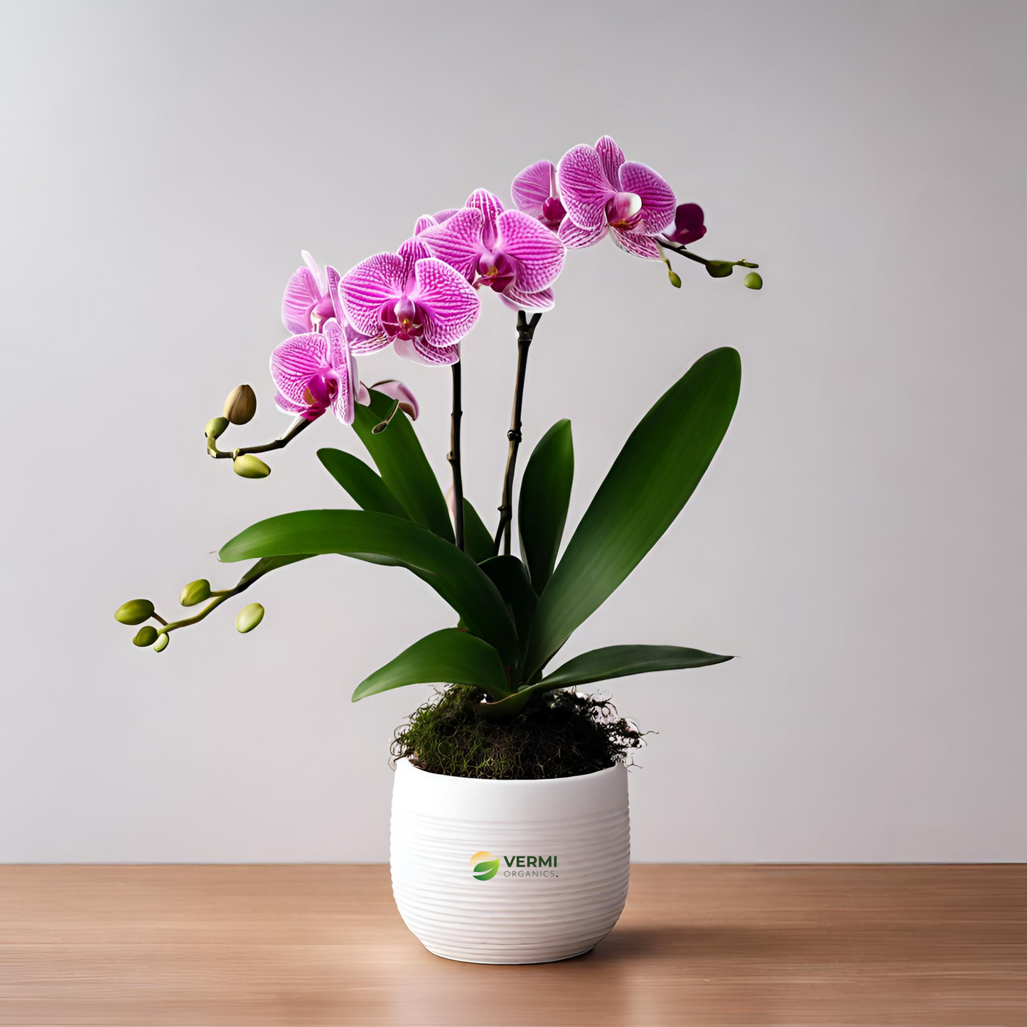 Orchid Dendrobium (Star Pink) Plant