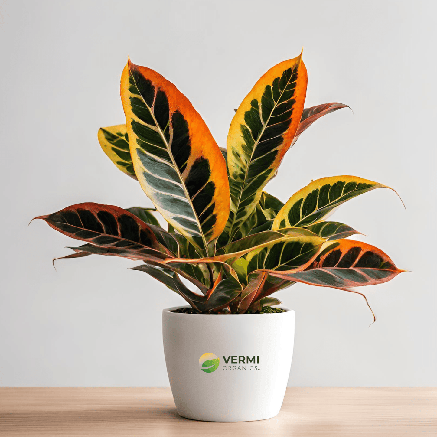 Excoecaria Variegated Croton Plant