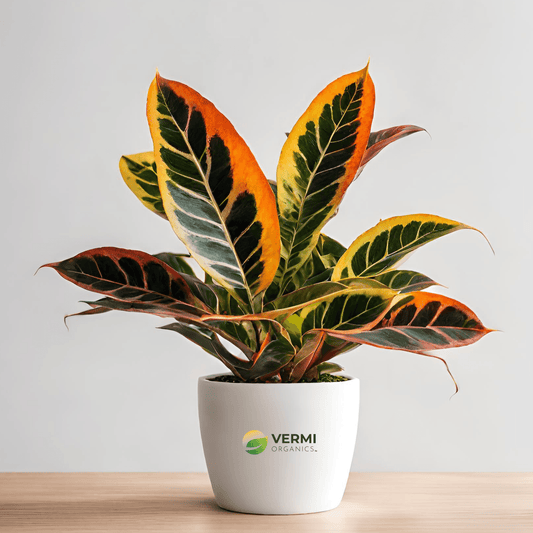 Excoecaria Variegated Croton Plant