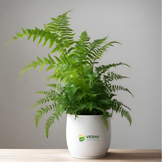 Fish Tail Fern Plant