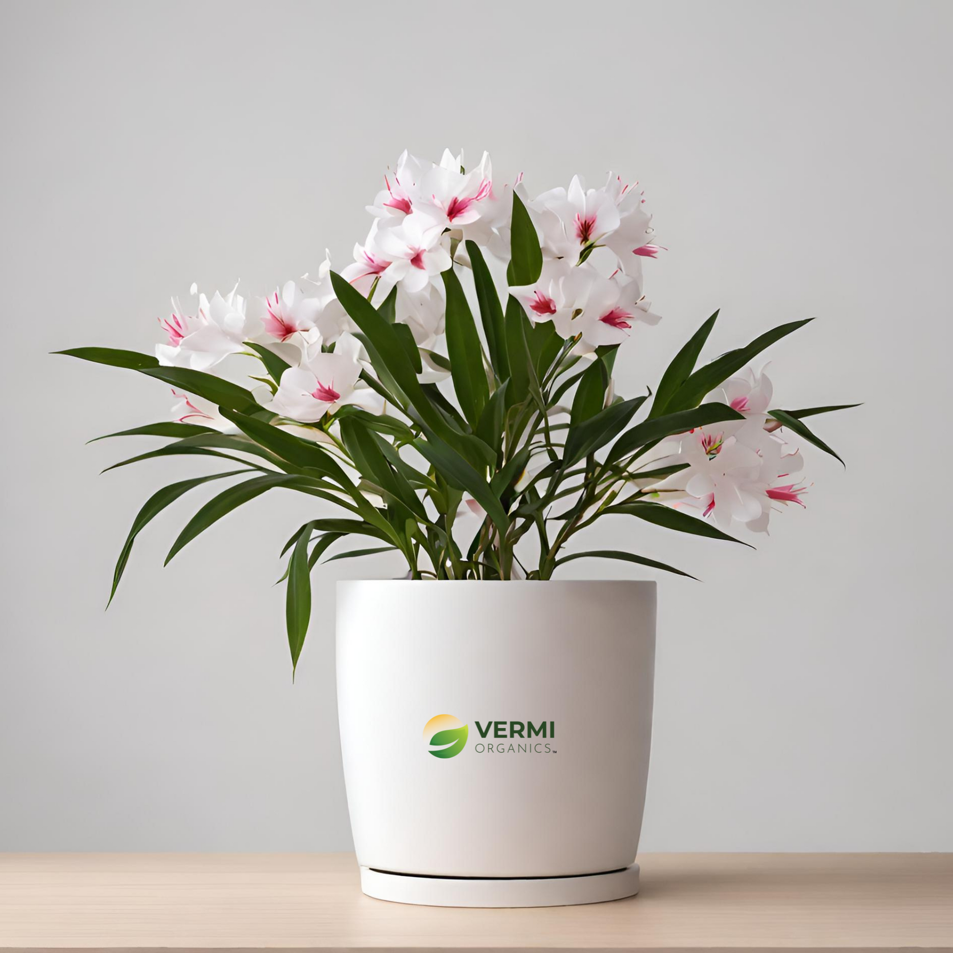 Kaner Nerium Oleander (Any Color) Plant