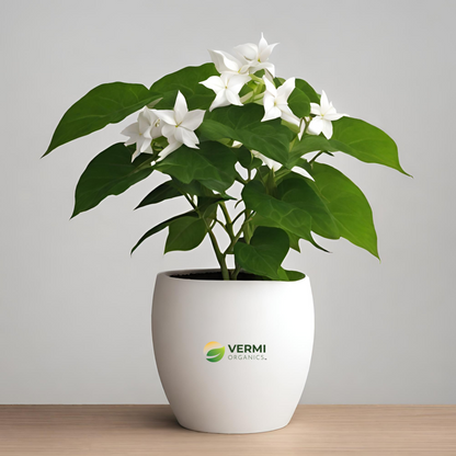 Mussaenda (White) Plant