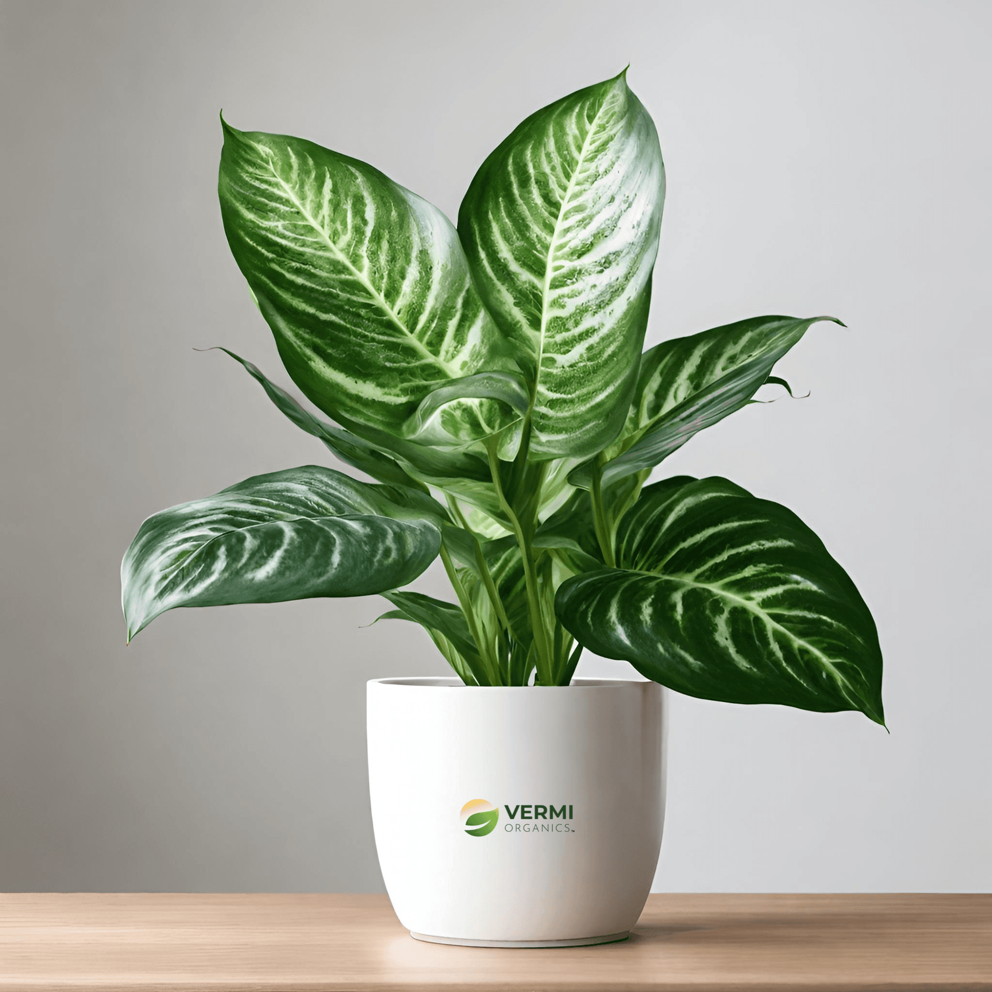 Dieffenbachia Sparkles Plant