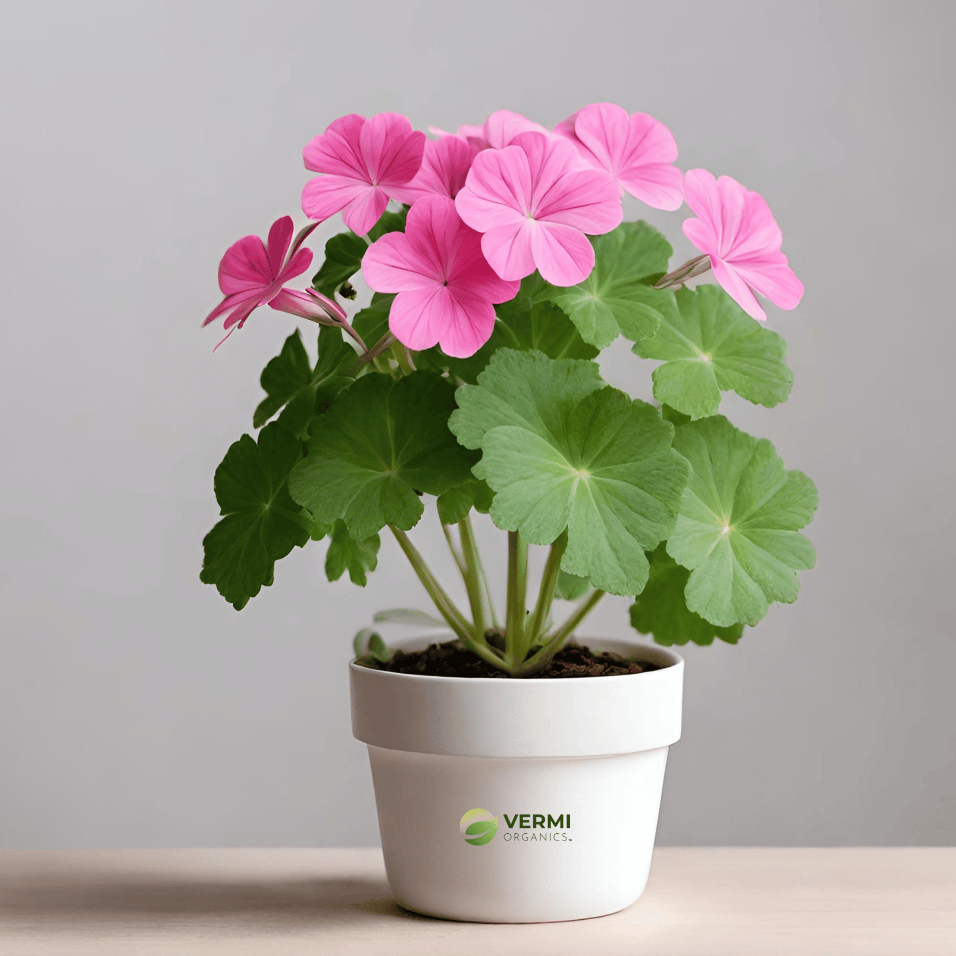 Geranium Ivy, Geranium (Baby Pink) Plant