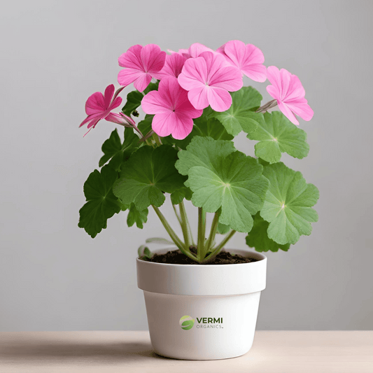 Geranium Ivy, Geranium Creeper (Baby Pink) - Plant