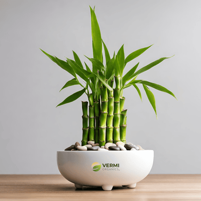 Fengshui Bamboo in a Bowl with Pebbles