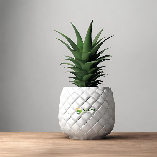 Pineapple Anannas Plant