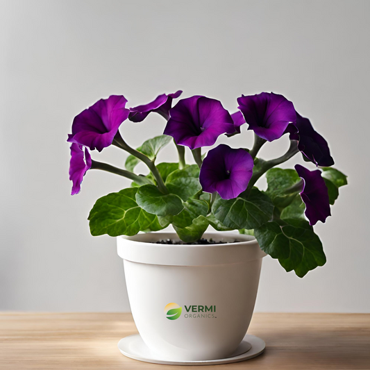 Gloxinia (Purple) Plant