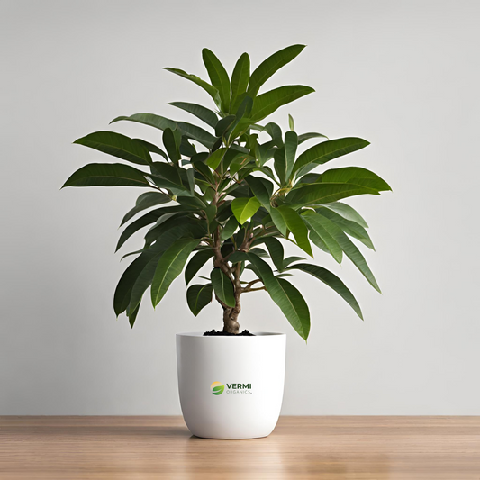 Mango Tree (Alphonso, Grafted) - Plant