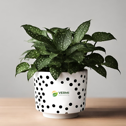 Polka Dot Plant Hypoestes Plant