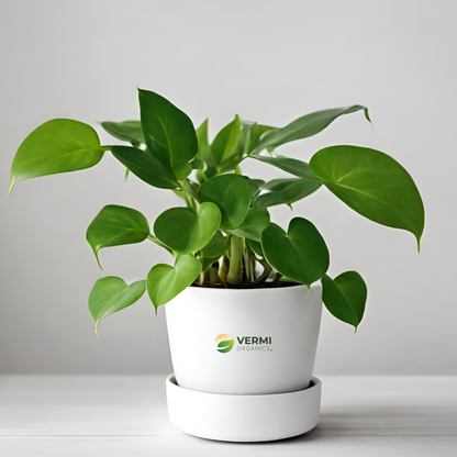 Money Plant, Scindapsus (Green) - Plant