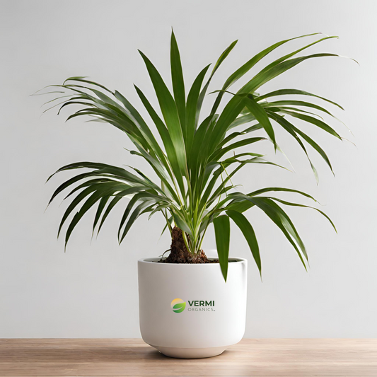 Raphis Palm, Lady Palm - Plant